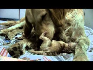 Golden Retrievers being birthed