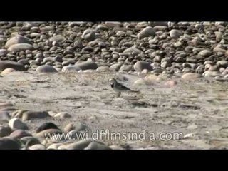 Pied Wagtail in the Indian Himalayas