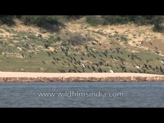 Bird paradise in National Chambal Sanctuary