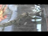 Gharial Breeding and rehabilitation at Crocodile Centre in Deori, Morena