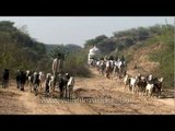 Goat breeding in Madhya Pradesh: a huge business opportunity?