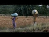 Elderly farmer couple head home carrying their produce