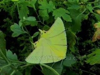 Beautiful yellow moth in Darjeeling