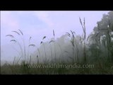 Jim Corbett National Park grassland covered in mist