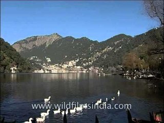 Ducks in Nainital Lake, Uttarakhand