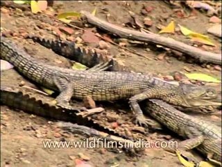 Crawling Gharials of the National Chambal Sanctuary