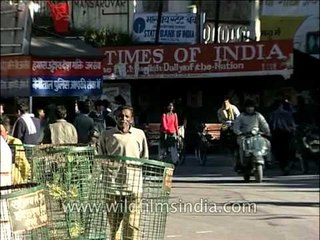 Lake bridge of Nainital brimming with activity