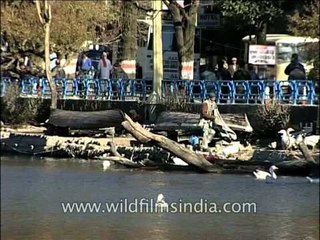 Boating in the crystal clear waters of Nainital Lake, Uttarakhand