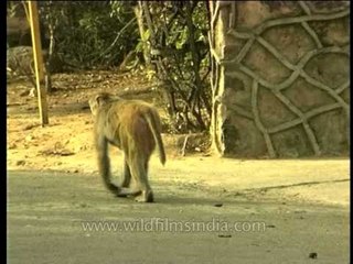 Macaques walking about in a city