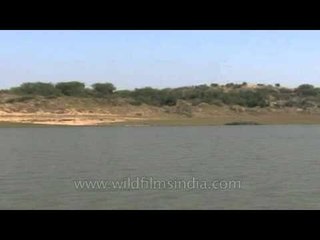 Nature watching in Chambal river from a boat