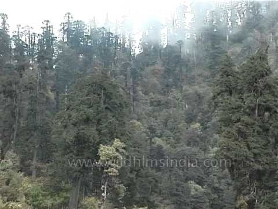 Rhododendron forests in Darjeeling, West Bengal - India