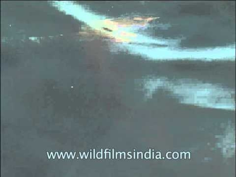 Fishes in shallow water