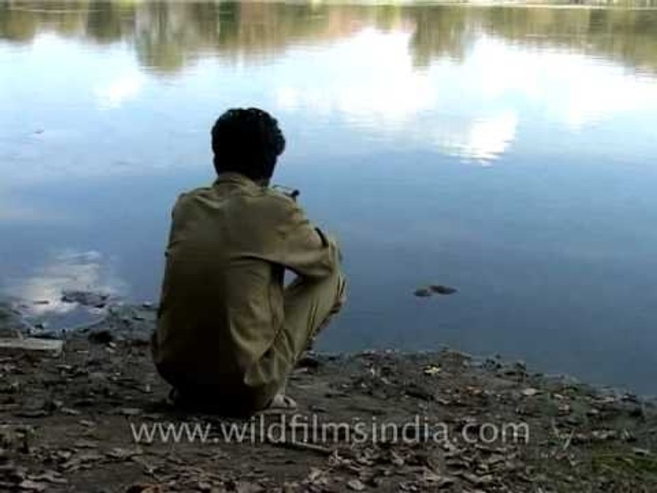 Forty pounds of gold - landing a 40 pound Mahseer fish in India