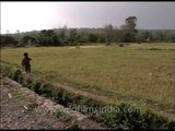 Women working in the paddy fields of Uttarkhand