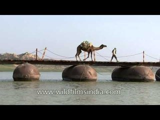 Camel crosses a pontoon bridge!