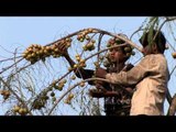 Boys collecting gooseberry from the tree