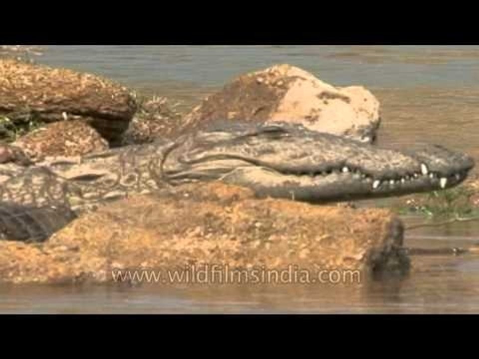 Shy crocodiles of National Chambal Gharial Wildlife Sanctuary, Madhya Pradesh