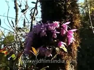 Orchids in Darjeeling