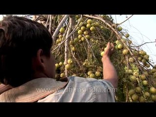 Plucking aonlas from the tree