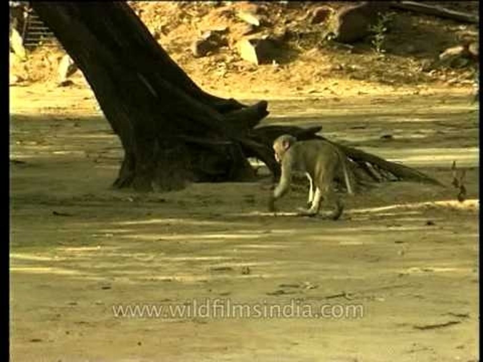 Macaque eating seeds from below a tree