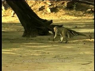 Macaque eating seeds from below a tree