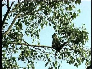 Monkey playing on a tree and climbing down