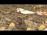 Macaques rifle through trash looking for eatables