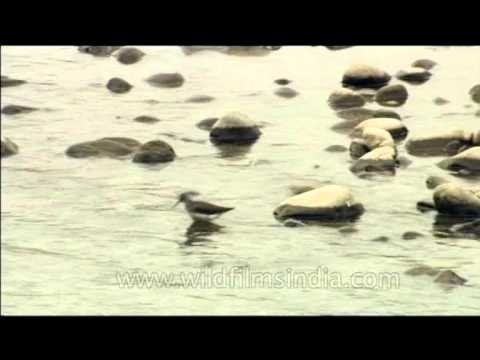 Are these Stints or Sandpipers in an Indian wetland?