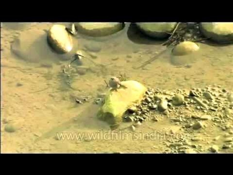 DVD-123-birds-misc-8-9
