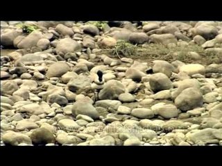 Spurwinged Lapwing along a river in India