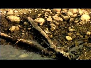 DVD-123-birds-misc-8-6