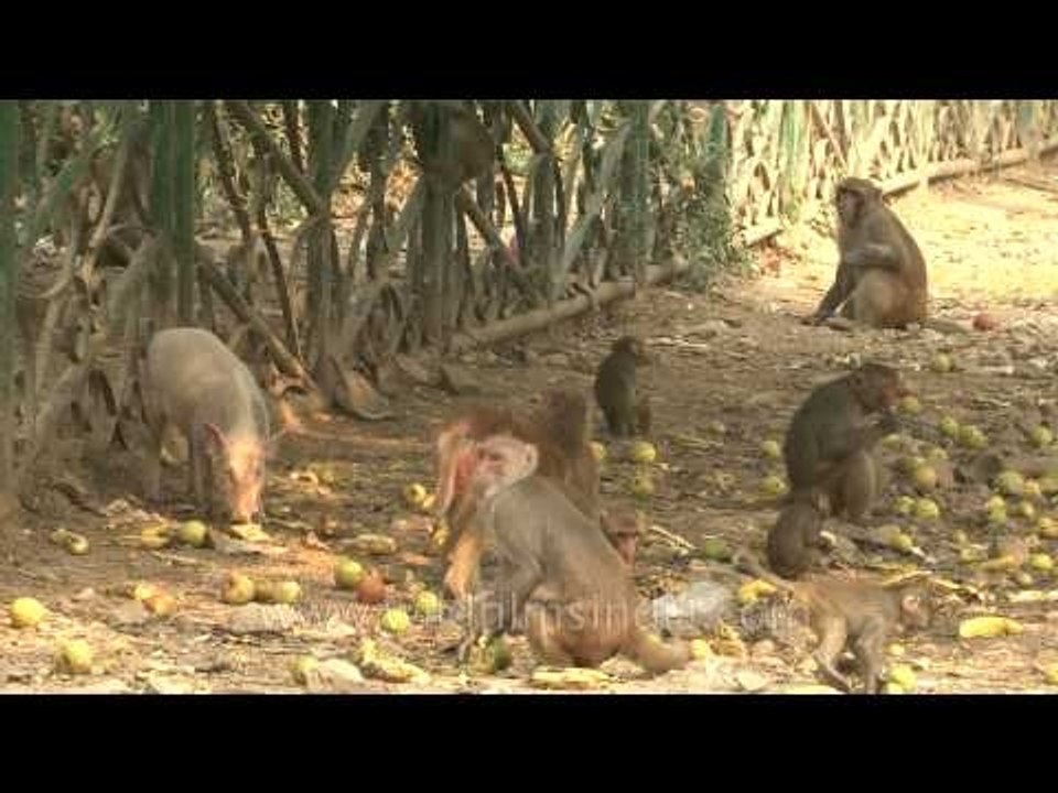 The Kingdom of Macaques  - Time Lapse