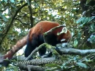 Red Panda - truly huggable