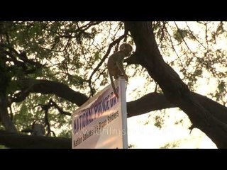 Baby macaques celebrating National police day