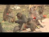 Rhesus macaques eating Pomegranate