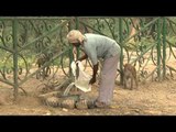 Man supplying water for Macaques