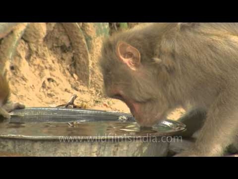 Thirsty Macaques !