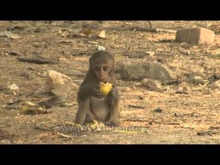Baby Macaque with poppy eyes enjoying his lunch
