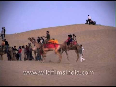 View the fragile and beautiful ecosystem of Thar desert riding on Camels back