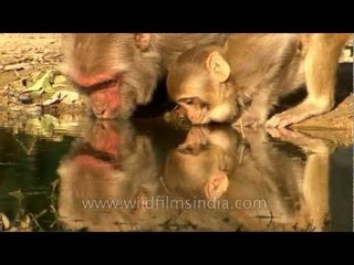 Macaques drinking water from a pond