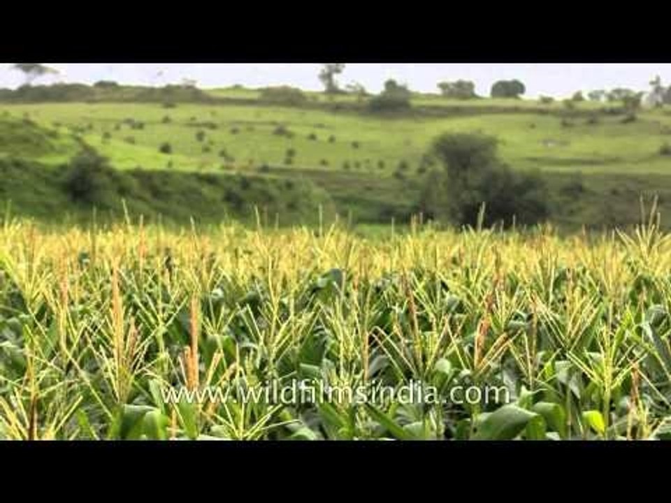 Maize plantations in Ghoti Bhandardara