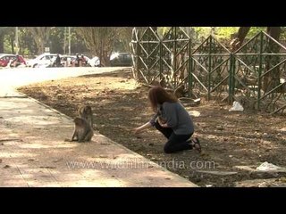 Feeding the monkeys in New Delhi