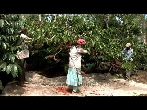 Mature peppers being easily plucked from the plant by growers, Karnataka