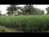 Lush green paddy fields in Karnataka