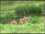 Spotted Deer stag mounts hind and mates with her