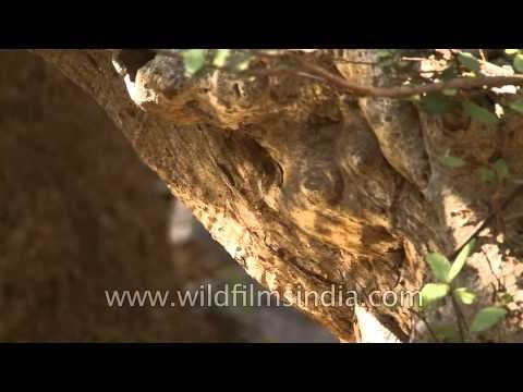 Captivating beauty of nature at Sariska