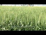 Lush green rice paddy fields in Uttar Pradesh