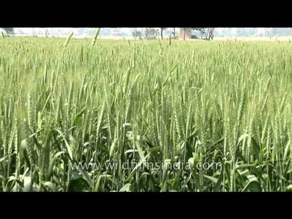 Lush green rice paddy fields in Uttar Pradesh