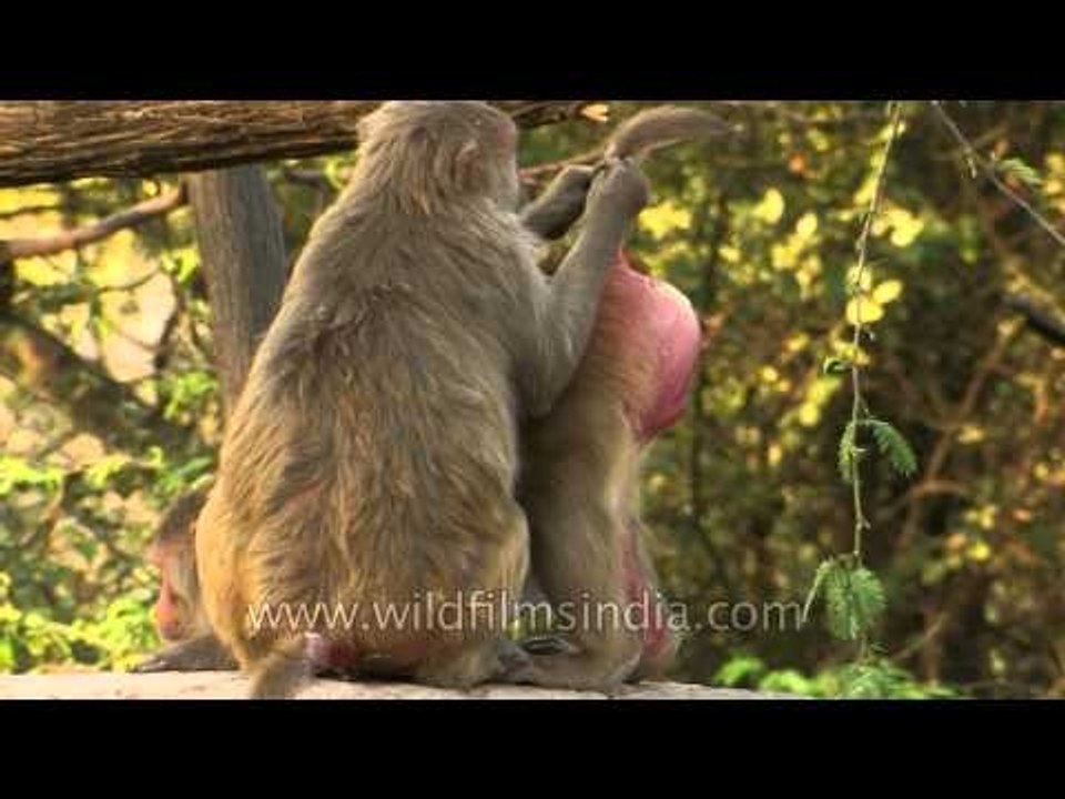 Macaque interested in watching DVD's