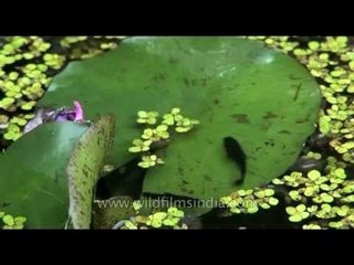 Guppies on a water lily leaf
